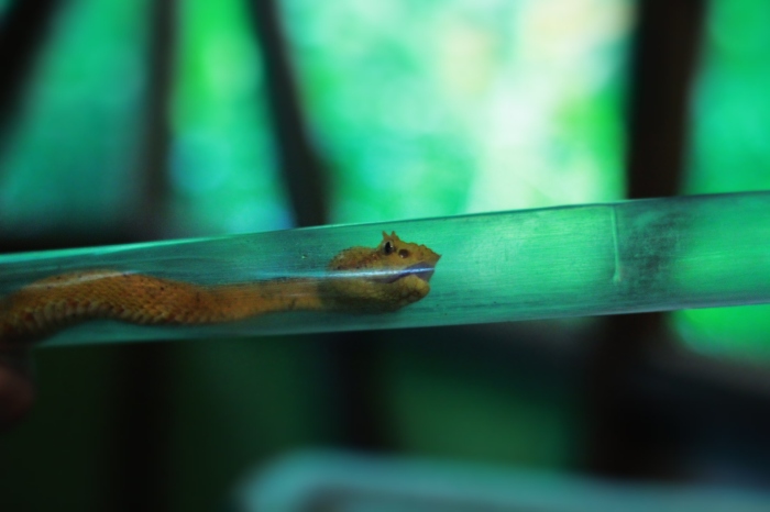 eyelash viper, snake, yellow